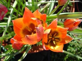 Tulipa 'Little Princess'